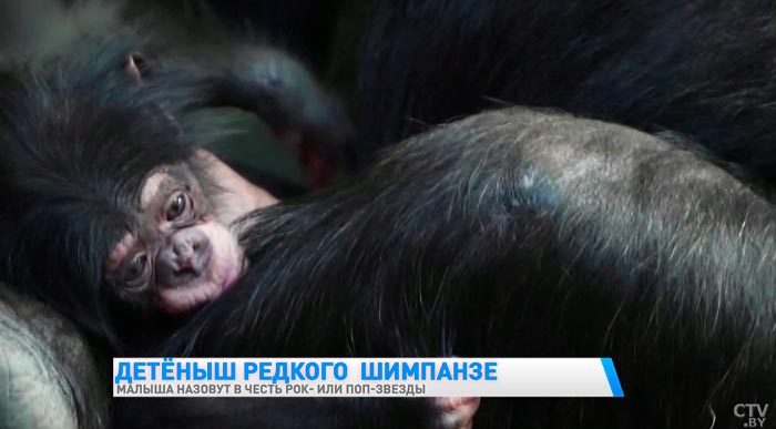 В Англии родился детёныш редкого шимпанзе. Малыша назовут в честь рок- или поп-звезды-1