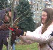 Символ единения молодёжи. В Минске высадили дубовую рощу и повязали на саженцы красно-зелёные ленточки