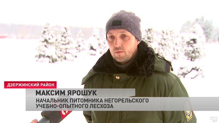 500 живых ёлок продадут в Дзержинском районе. Выяснили точные цены на все варианты-4