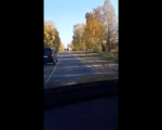 «И тут из леса выбежал». В Минском районе на дороге встретили верблюда