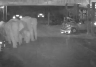 Слона-бродягу поймали в Китае. Он побывал в нескольких городах и прошёл 190 км