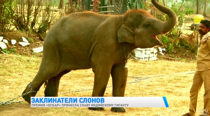 Премия «Оскар» принесла славу индийскому слону-4