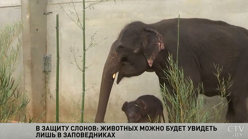 Зоопарк и цирк без слонов: этих животных могут запретить использовать в сферах развлечений-1