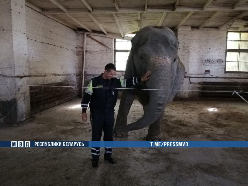 Видеофакт. Под Кобрином милиционеры помогли вернуть в загон слона-4