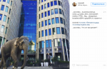 Слониха, гуляющая в центре Москвы, произвела фурор в соцсетях: фотофакт 