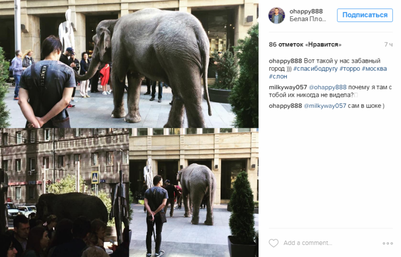 Слониха, гуляющая в центре Москвы, произвела фурор в соцсетях: фотофакт -3