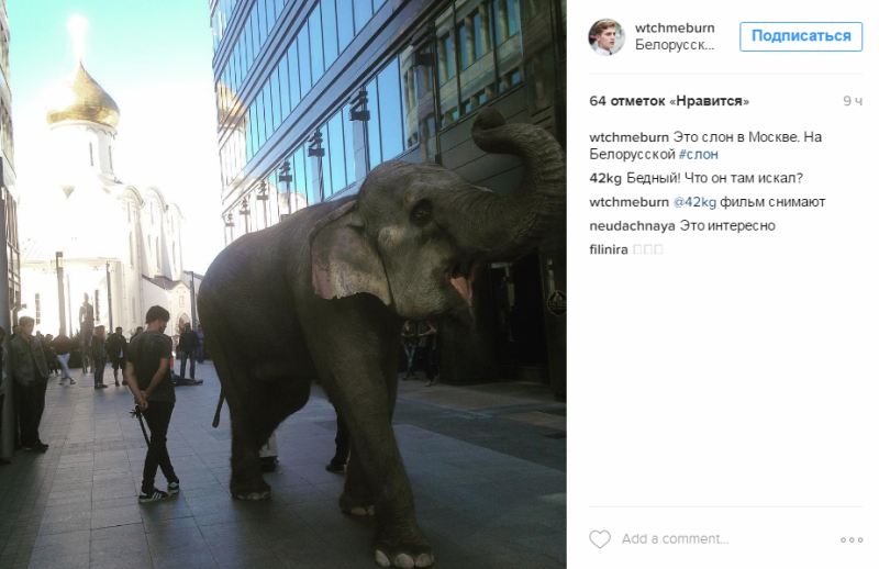 Слониха, гуляющая в центре Москвы, произвела фурор в соцсетях: фотофакт -1