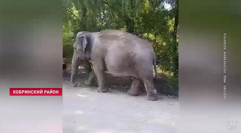 На поиски приключений! Под Кобрином сбежал цирковой слон-1