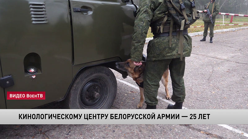 Кинологическому центру белорусской армии – 25 лет. Рассказываем, как готовят служебных собак-1 Кинологическому центру белорусской армии – 25 лет. Рассказываем, как готовят служебных собак-1