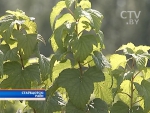 Белорусский смородиновый джем скупают американцы