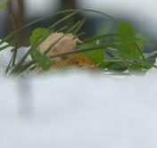 До -13°С ожидается по востоку Беларуси ночью 17 ноября