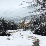 На юге Африки слоны и жирафы гуляют по заснеженным холмам. Фотофакт