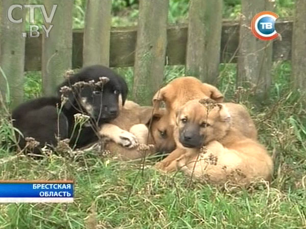 В районе улицы Орловской спасатели помогли тонущей собаке выбраться из воды -7