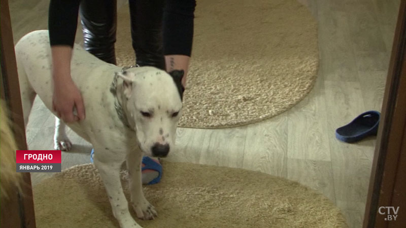 Щенок породы итальянский бракк стал одним из победителей «World Dog Show 2016» в Москве