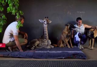 В ЮАР пёс «усыновил» новорождённого жирафа-сироту