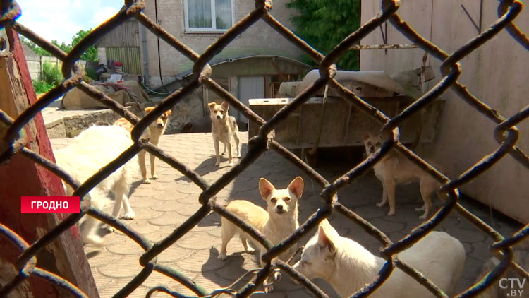 Круглосуточный хор четвероногих – жители частного сектора Гродно жалуются на стаю соседских собак-16