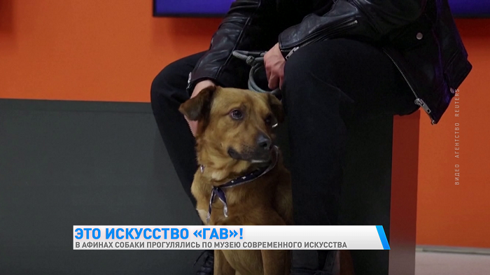 В Афинах люди с питомцами смогли прогуляться по музею современного искусства-4