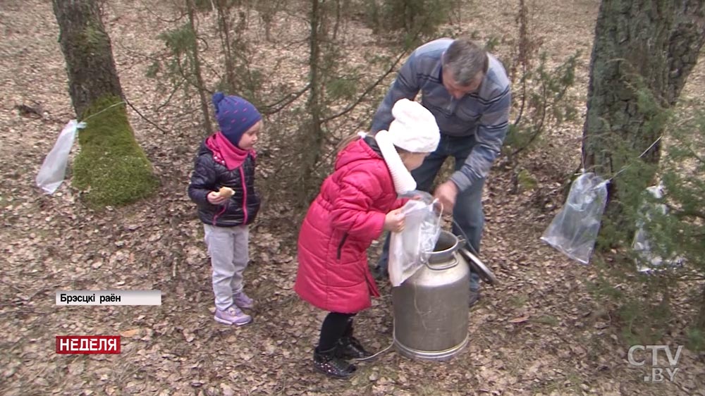 Как правильно собирать берёзовый сок, и почему продукт из Беларуси выбирают даже в Нью-Йорке?-27