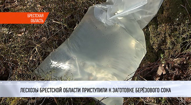 Натуральный напиток. В Брестской области приступили к сбору берёзового сока