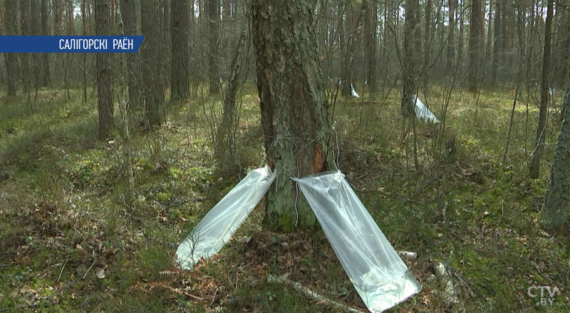 Какими правилами пользуются белорусские лесники при сборе берёзового сока?-10