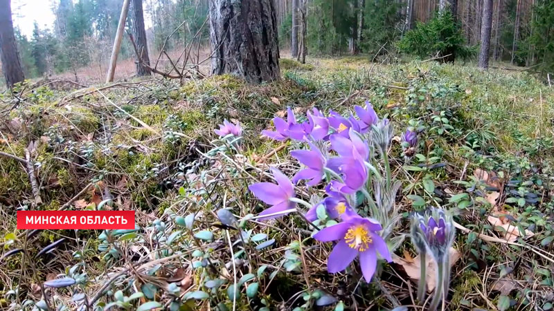 В Беларуси впервые определили растение года-1