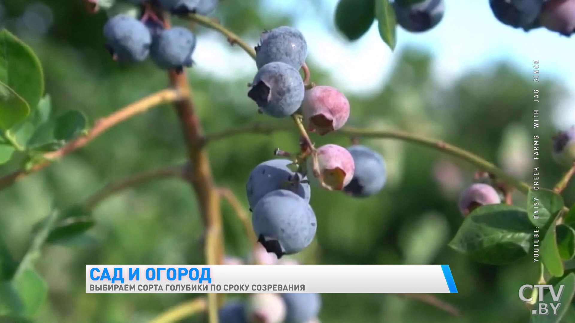 Обращайте внимание на сроки созревания урожая. Какие сорта голубики можно выращивать в Беларуси? -1