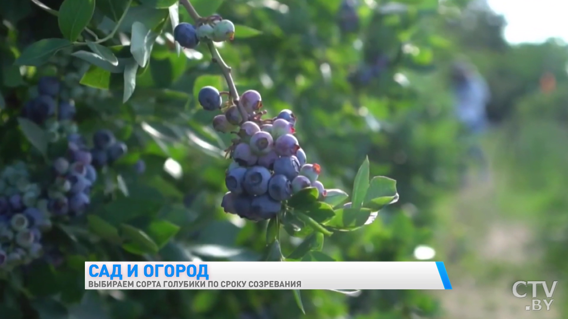 Обращайте внимание на сроки созревания урожая. Какие сорта голубики можно выращивать в Беларуси? -4