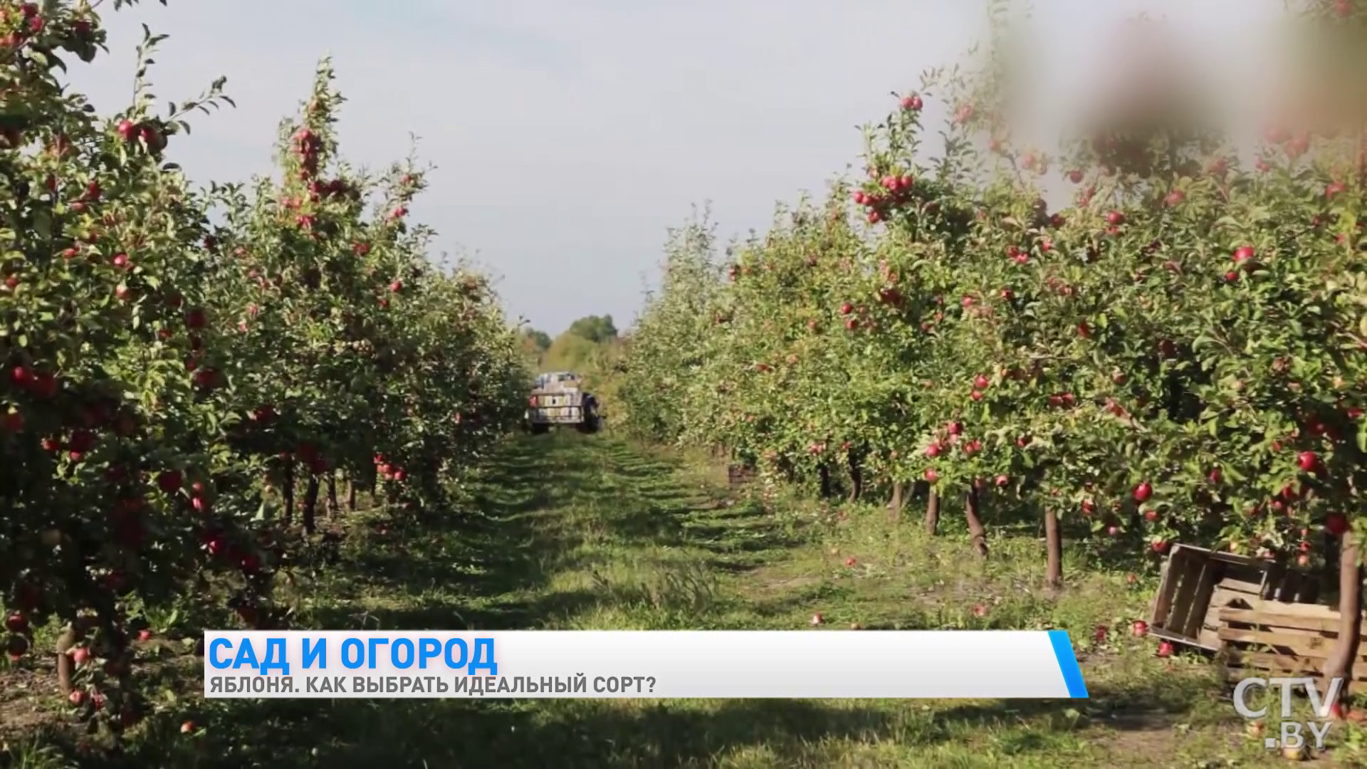 Почему урожай яблок иногда небольшой и какие сорта лучше выбрать для своего участка? Советы от специалиста -1