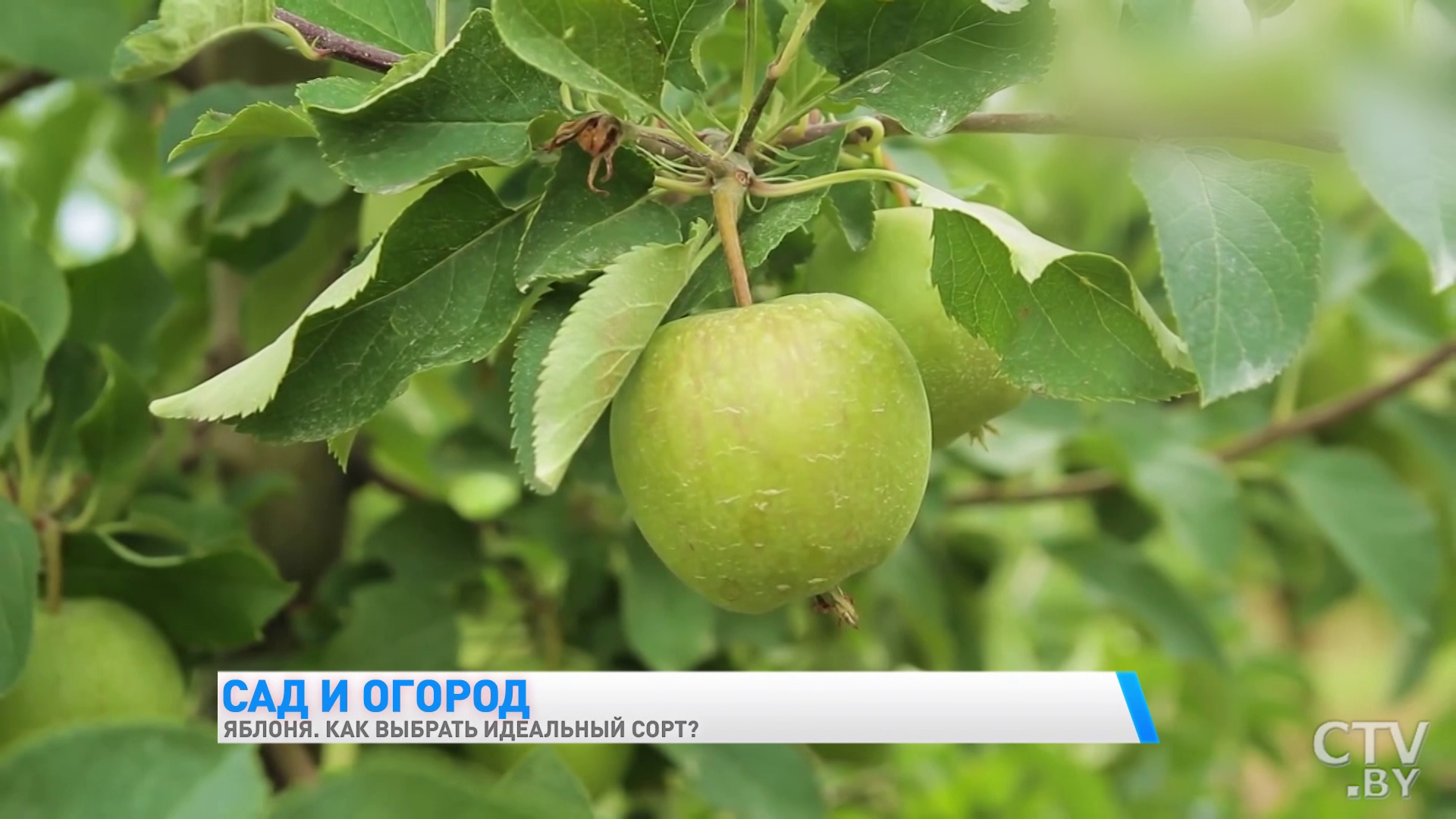 Почему урожай яблок иногда небольшой и какие сорта лучше выбрать для своего участка? Советы от специалиста -16