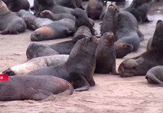 Сотни морских львов захватили пляжи Чили Сотни морских львов захватили пляжи Чили