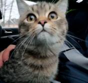 В Минске сотрудники ГАИ спасли кошку, которая застряла в нише грузовика