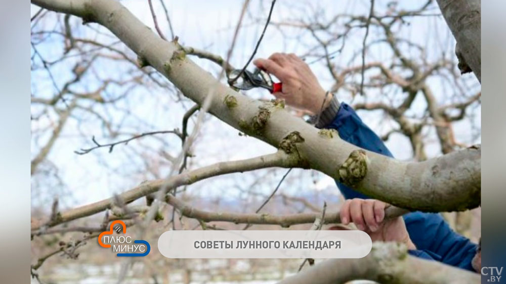 Какие дни лучше всего подходят для посевов в конце января? Советы лунного календаря-1