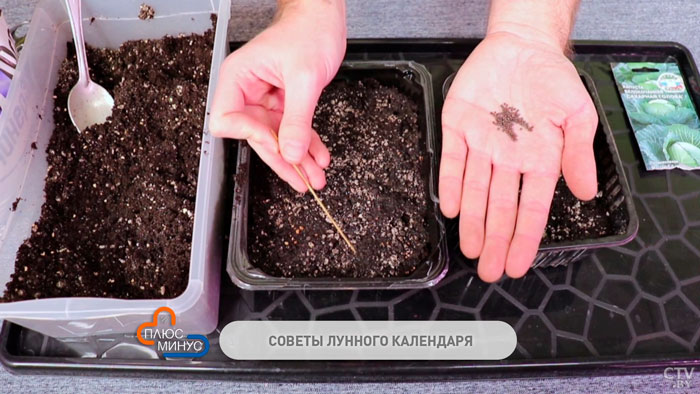 В какие дни лучше не работать с растениями? Лунный календарь дачника с 1 по 6 мая-1