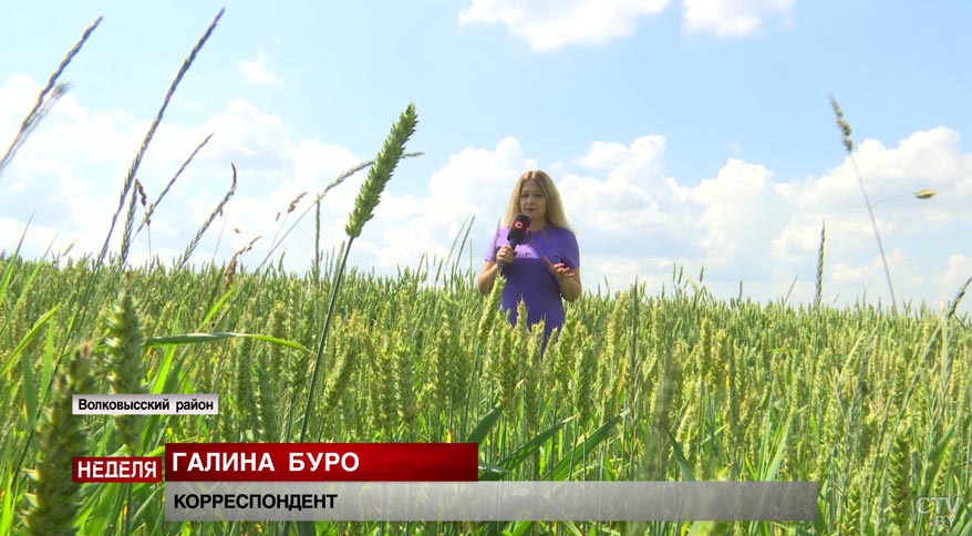 Фашисты сожгли её в Купальскую ночь. История жестокого уничтожения белорусской деревни Шауличи-10