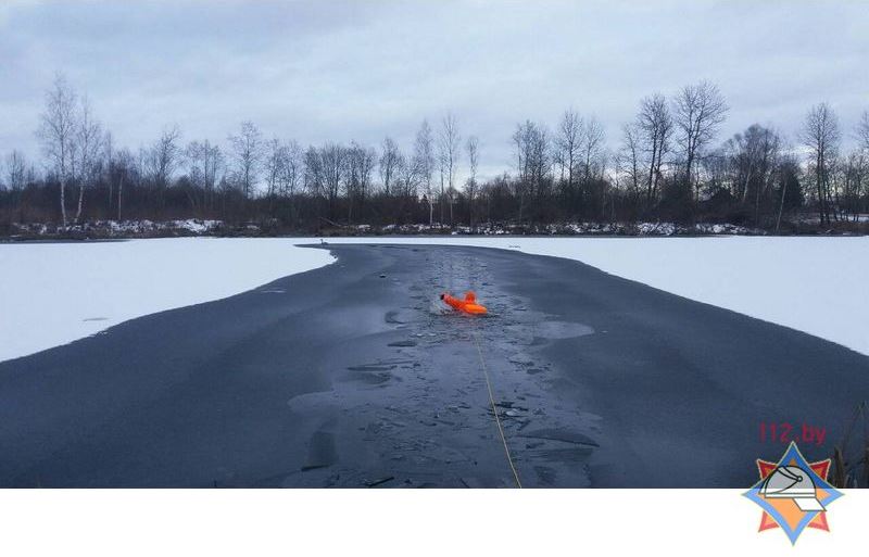 В Городокском районе спасли вмерзшего в лед лебедя-1