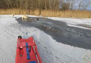 В Городокском районе спасатели помогли лосю, который провалился под лёд