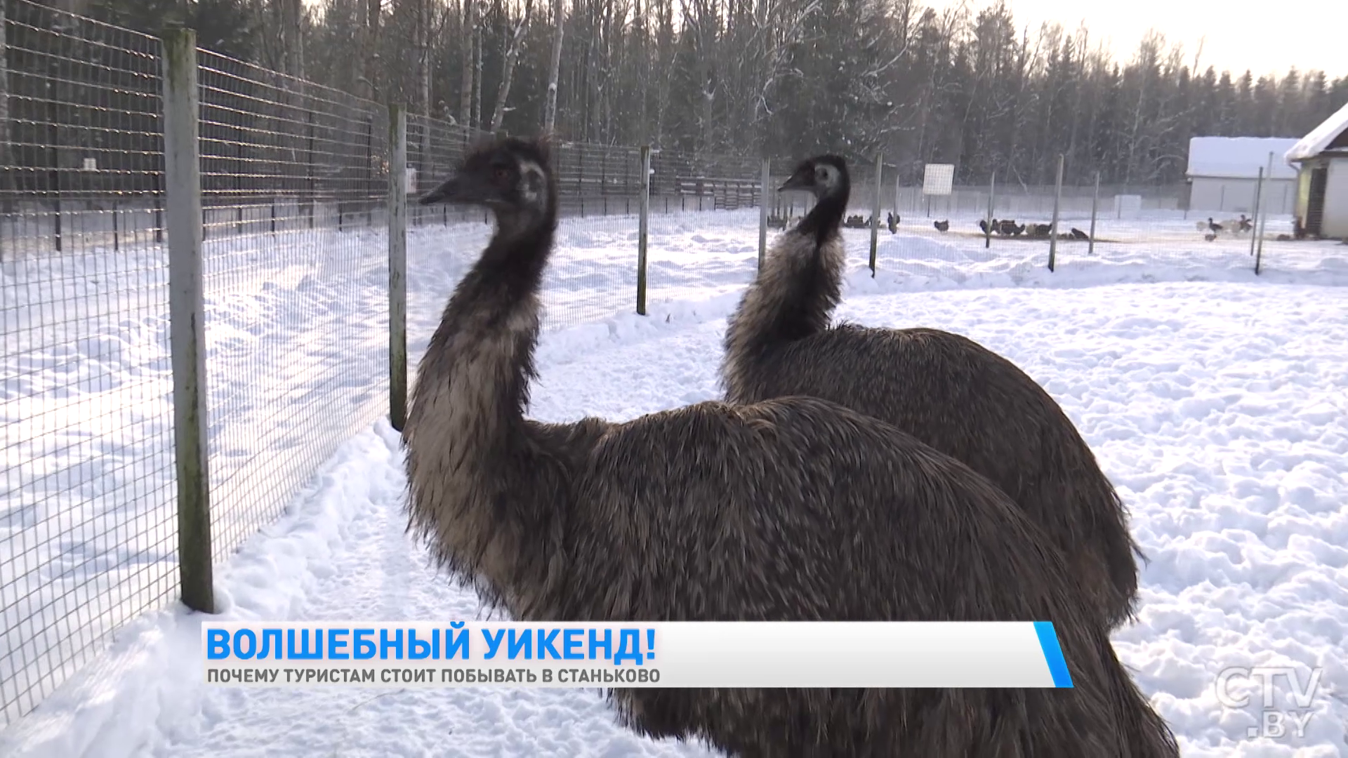 Увидеть европейских ланей и побывать в партизанском лагере. Почему ещё стоит побывать в Станьково?-19