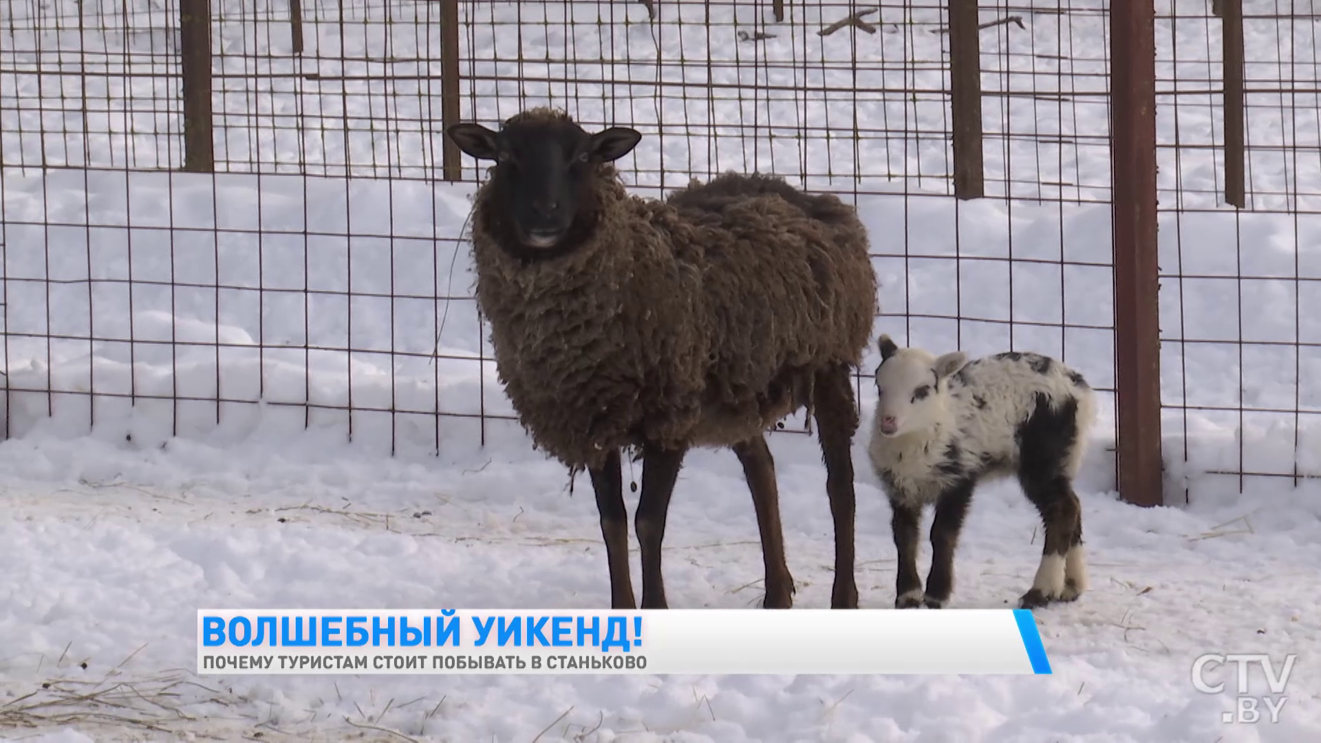 Увидеть европейских ланей и побывать в партизанском лагере. Почему ещё стоит побывать в Станьково?-22