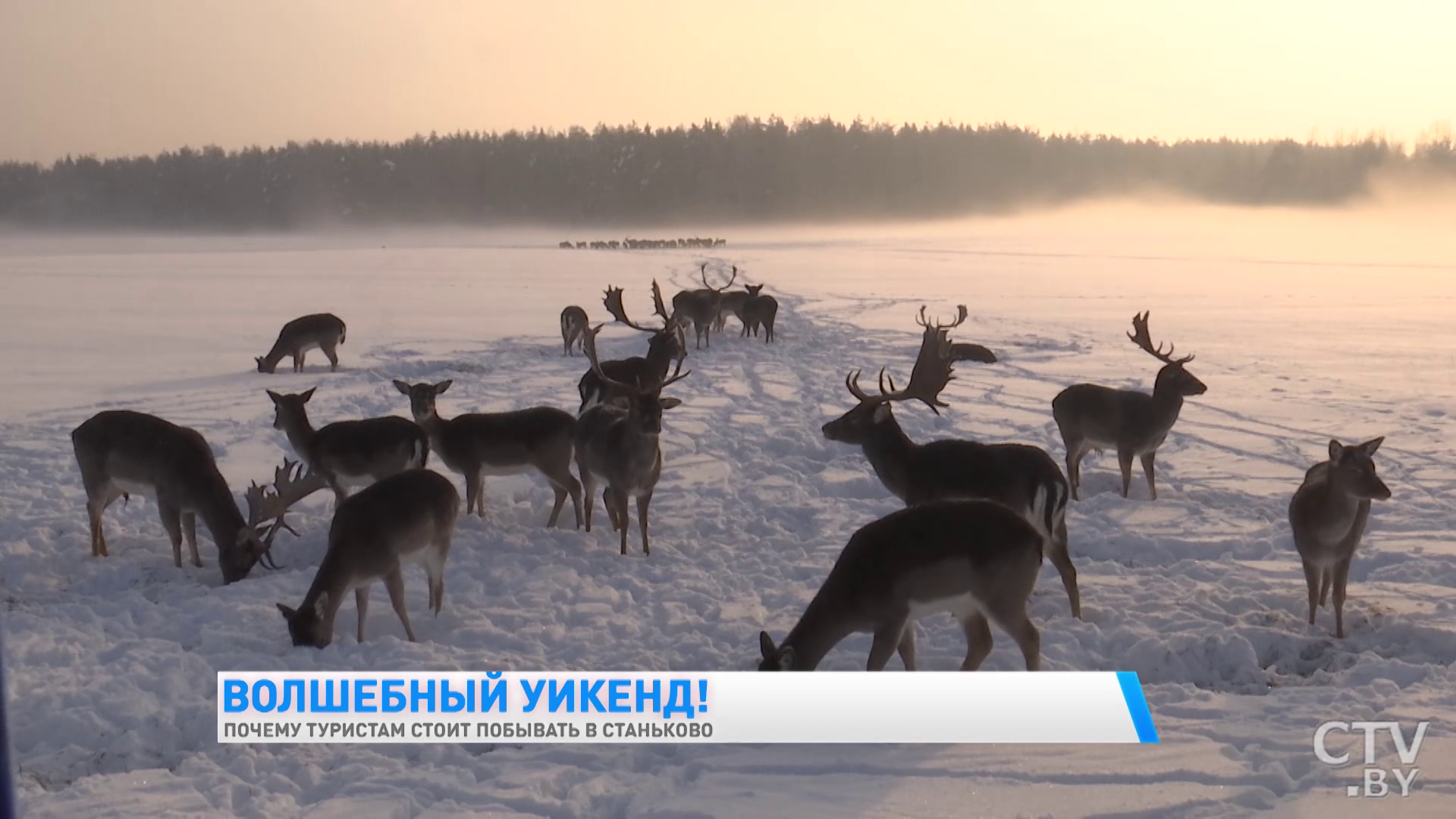 Увидеть европейских ланей и побывать в партизанском лагере. Почему ещё стоит побывать в Станьково?-7