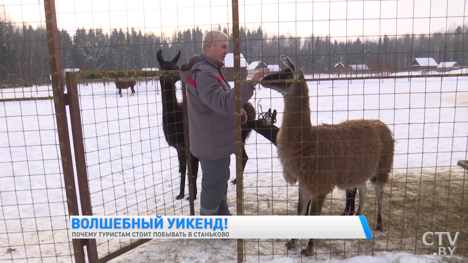 Увидеть европейских ланей и побывать в партизанском лагере. Почему ещё стоит побывать в Станьково?-10