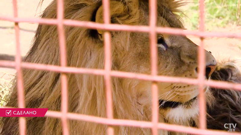 В начале предлагали посмотреть на деревенскую живность, а сейчас в зоосаде «Станьково» есть даже лев и страусы-14