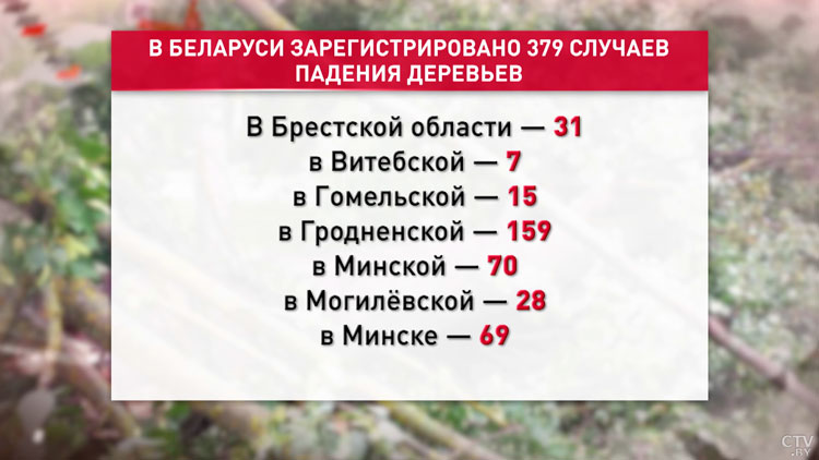 МЧС: в Беларуси упавшими из-за сильного ветра деревьями повреждено 17 машин-1