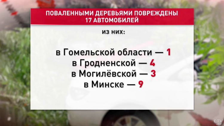 МЧС: в Беларуси упавшими из-за сильного ветра деревьями повреждено 17 машин-4