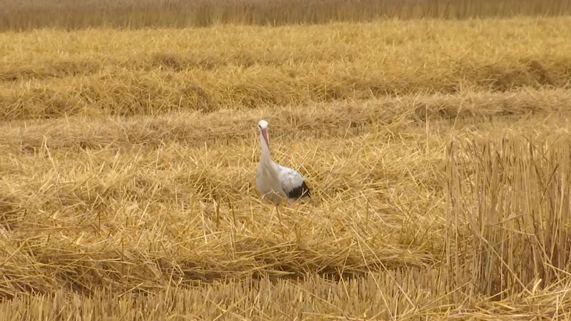 Столинские аграрии первыми в стране завершили уборку зерновых