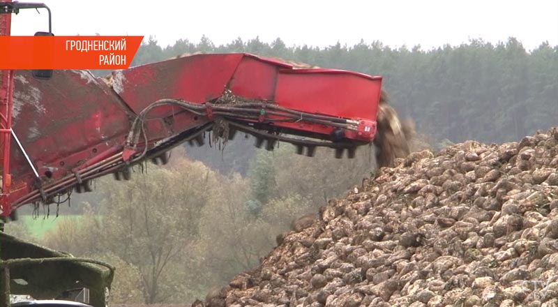 В Гродненской области убрали более 70% площадей сахарной свёклы-10