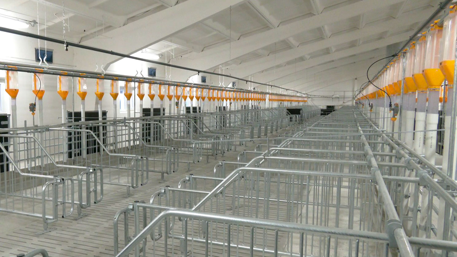 Новый свинокомплекс на 24 тысячи голов открыли в Пинском районе. Показываем, как устроена будущая «мясная фабрика»