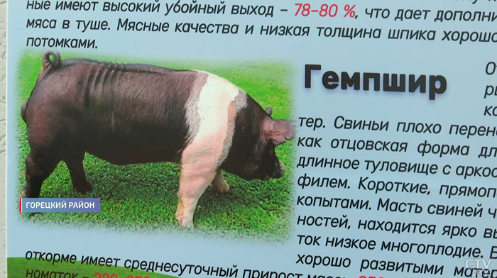 Как делают мраморное мясо и чем белорусские породы свиней лучше иностранных? Рассказали специалисты-1 Как делают мраморное мясо и чем белорусские породы свиней лучше иностранных? Рассказали специалисты-1