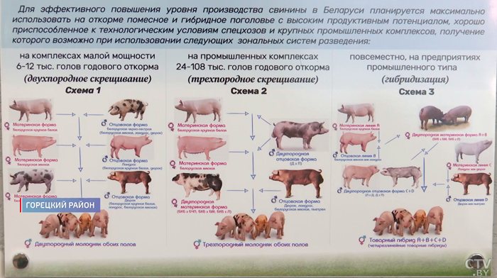 Как делают мраморное мясо и чем белорусские породы свиней лучше иностранных? Рассказали специалисты-10