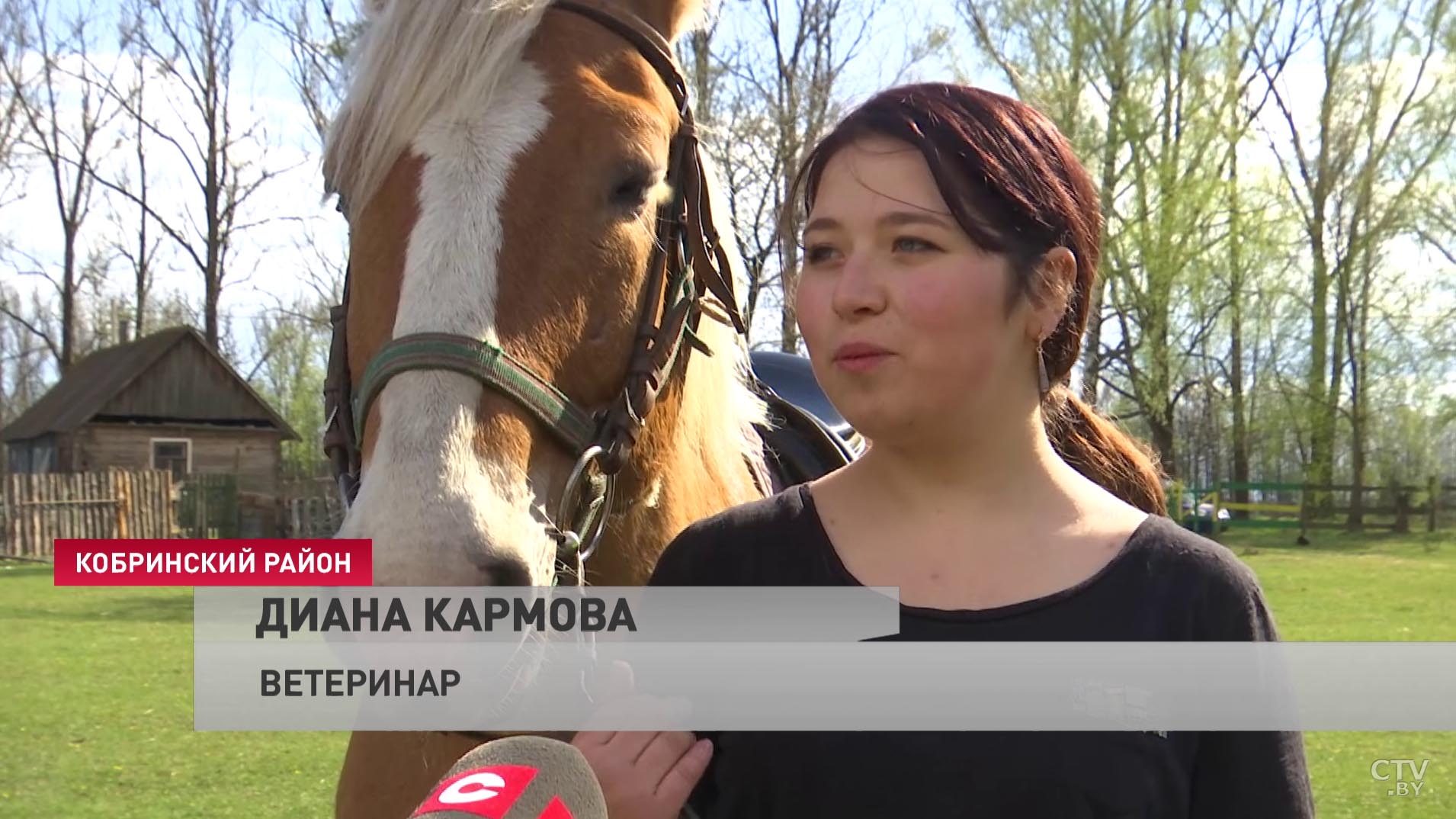 Лошади, которым доверяют «трусливых пионеров». Табунщик с Северного Кавказа переехал в Беларусь и открыл конюшню-43