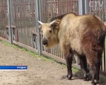 В Гродненском зоопарке поселился сычуаньский такин – редчайшее животное в мире